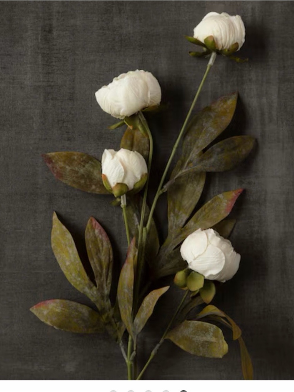 8 Stems---Ashland Cream Peony Stem with Olive Green Foliage
